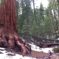 Giant Forest
